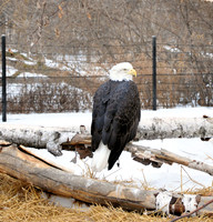 Bald Eagle sitting on a log