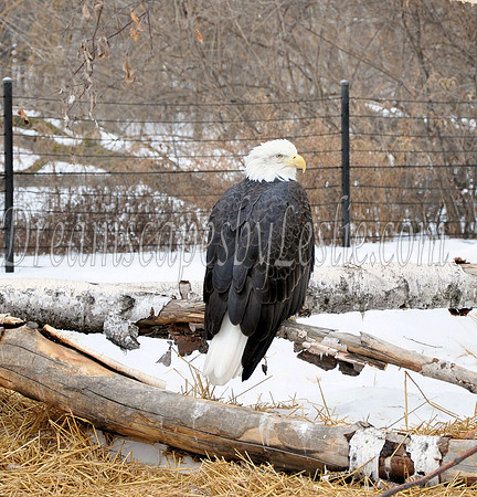 Bald Eagle sitting on a log